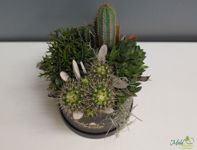 Composition with cacti and succulents photo