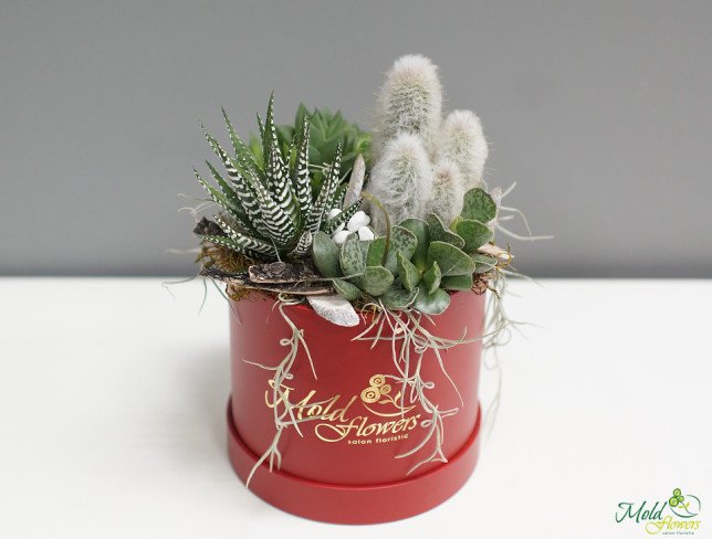 Compoziția din suculente și cactus foto