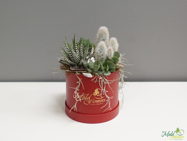 Compoziția din suculente și cactus foto