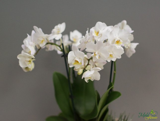 Compoziție cu mini orhidee și suculente foto