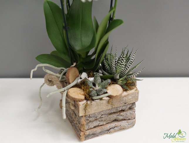 Composition with mini orchids and succulents photo
