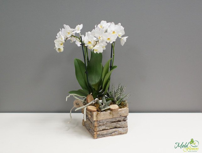 Compoziție cu mini orhidee și suculente foto