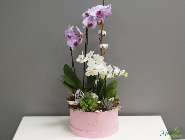 Composition with orchids in a box photo