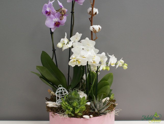 Композиция с орхидеями в коробке Фото