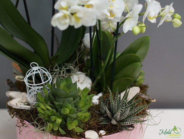 Compoziție cu orhidee în cutie foto