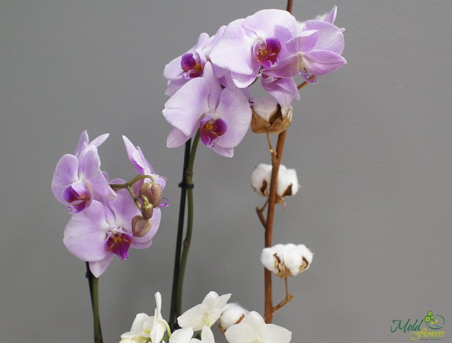 Compoziție cu orhidee în cutie foto