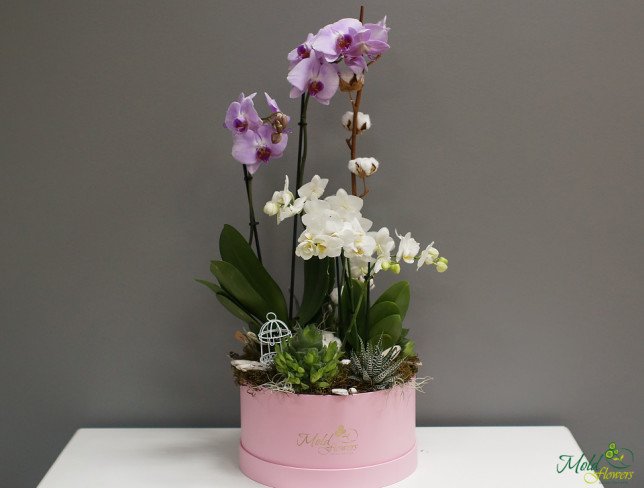 Композиция с орхидеями в коробке Фото