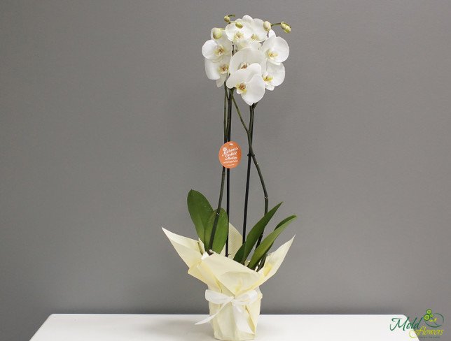 White Orchid with 2 Branches 80 cm photo