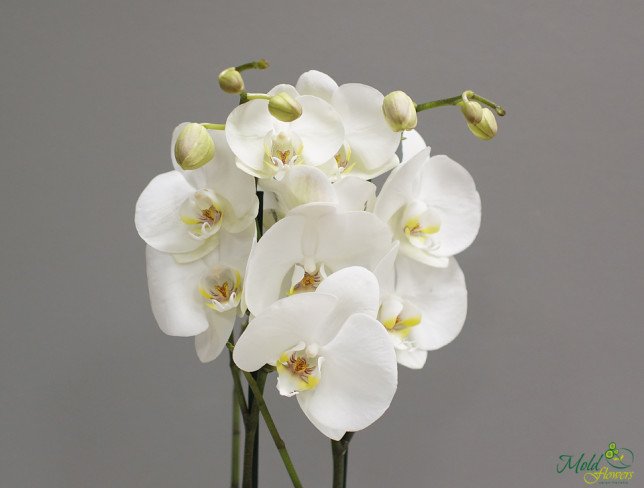 Белая орхидея с 2 ветками 80 см Фото