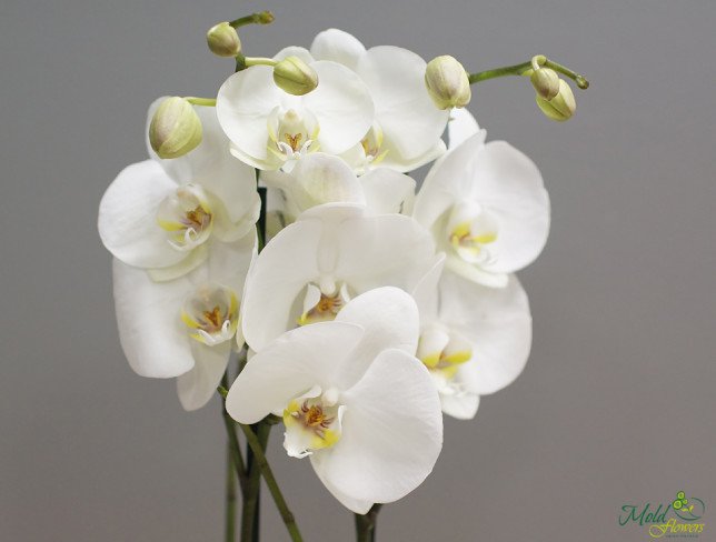 Белая орхидея с 2 ветками 80 см Фото