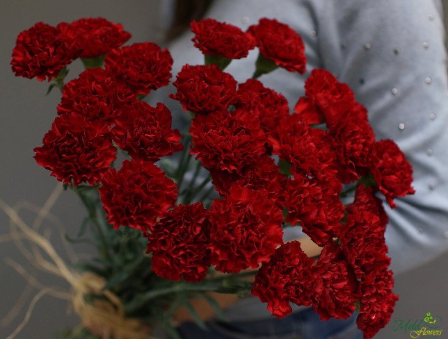 Гвоздика красная (под заказ, 10 дней) Фото