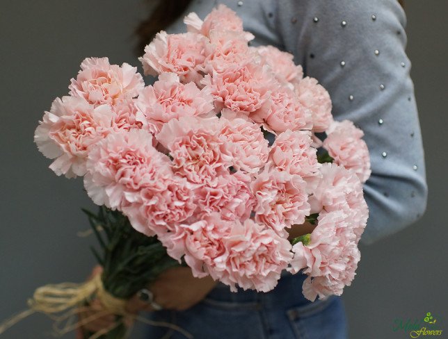 Pink Carnation (on order, 10 days) photo