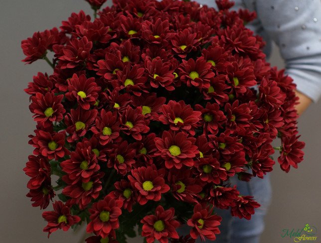 Хризантема бордовая голландская Фото