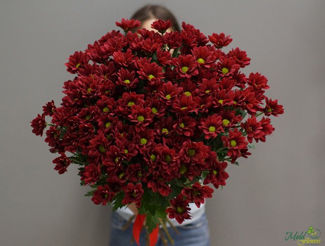 Хризантема бордовая голландская Фото