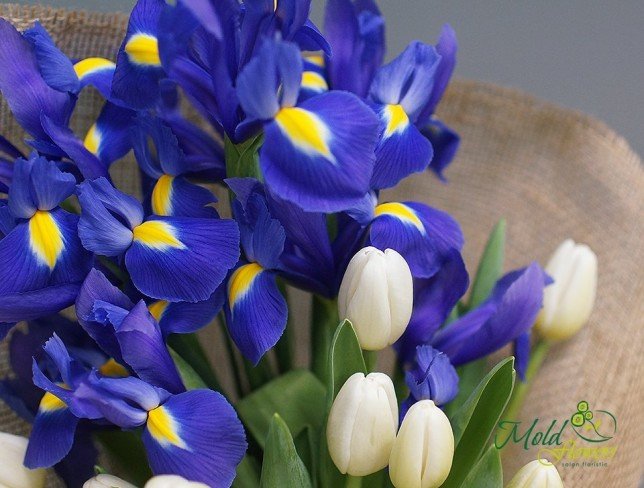 Iris and White Tulip Bouquet photo