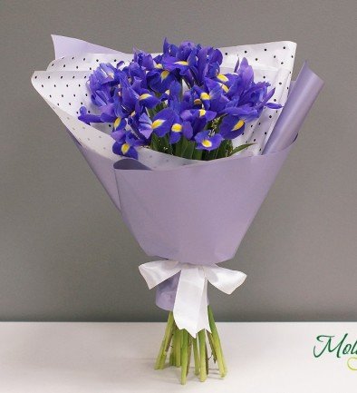 Iris violet olandez/  1 bucata foto 394x433