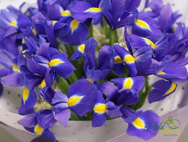 Dutch Violet Iris / 1 piece (On order, 10 days) photo