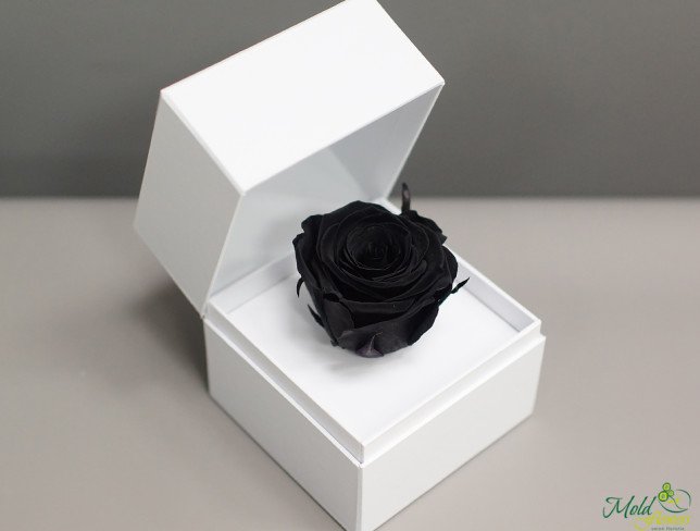 Cutiuța alba cu trandafir etern (negru) foto