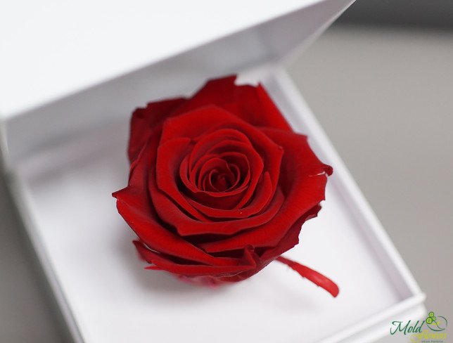 Белая коробочка с долговечной розой (красная) Фото