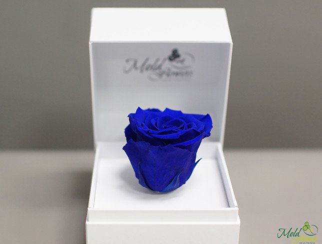 White box with cryogenically frozen rose (blue) photo