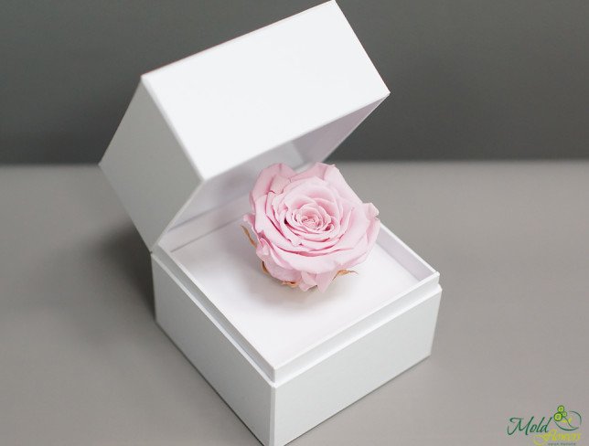 Cutiuța albă cu trandafir criogenat (roz) foto