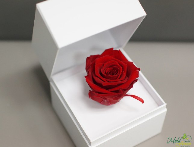 Белая коробочка с долговечной розой (красная) Фото