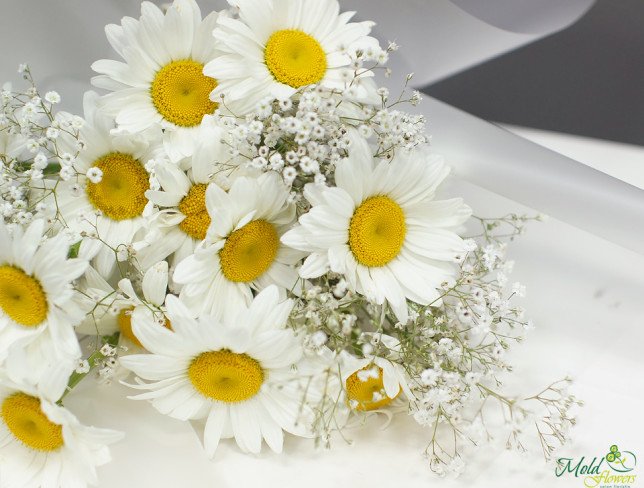 Bouquet of chamomile and baby's breath photo