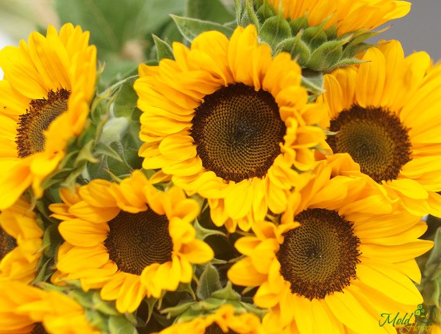 Floarea soarelui foto