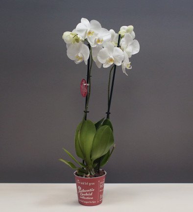 Белая орхидея большая из 2 веток Фото 394x433