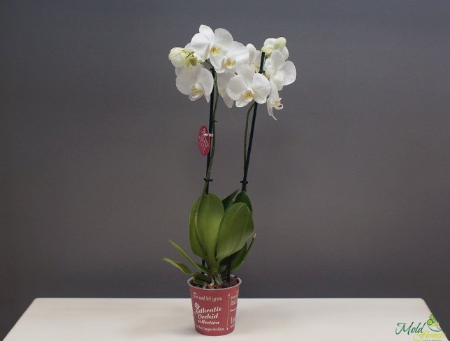 Белая орхидея большая из 2 веток Фото