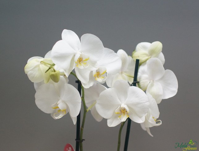 Белая орхидея большая из 2 веток Фото