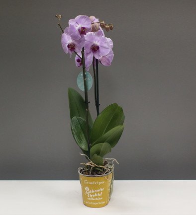 Розовая орхидея большая из 2 веток Фото 394x433