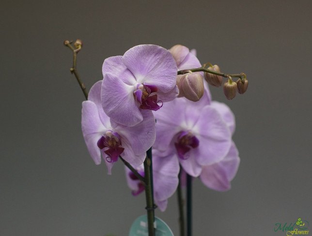 Розовая орхидея большая из 2 веток Фото