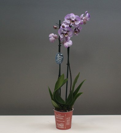 Пятнистая орхидея большая из 2 веток Фото 394x433