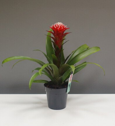 Guzmania Deseo foto 394x433