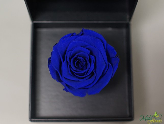 Cutiuta cu trandafir criogenat (albastru) foto