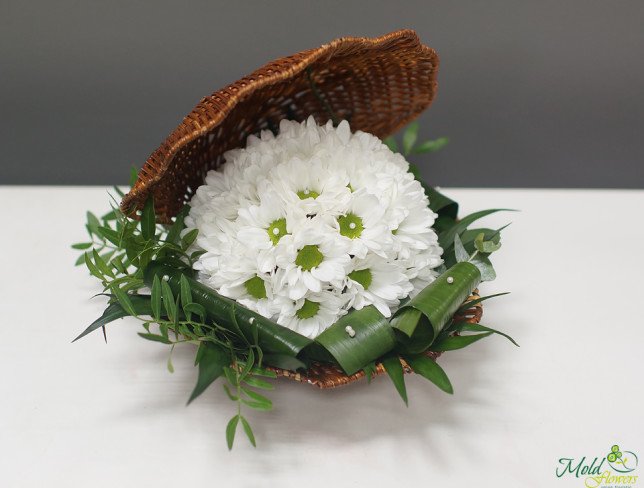 Shell composition of white chrysanthemums photo