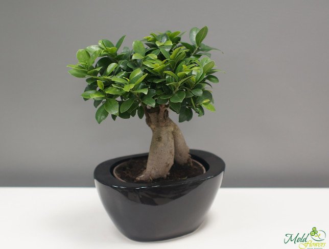 Inlay Not enough forecast Ficus bonsai în ghiveci negru