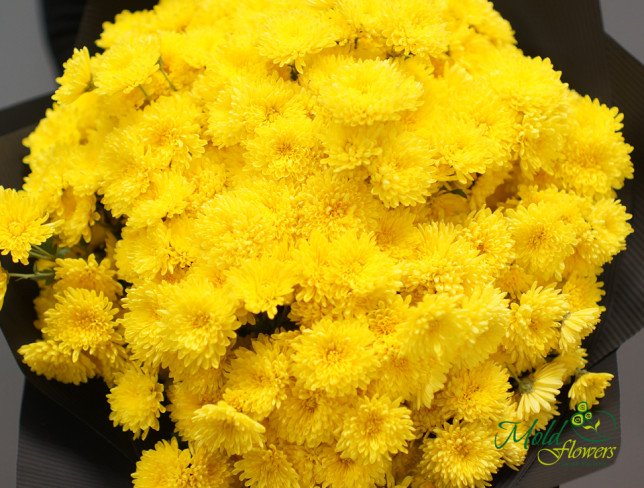 Yellow chrysanthemum bouquet in black paper