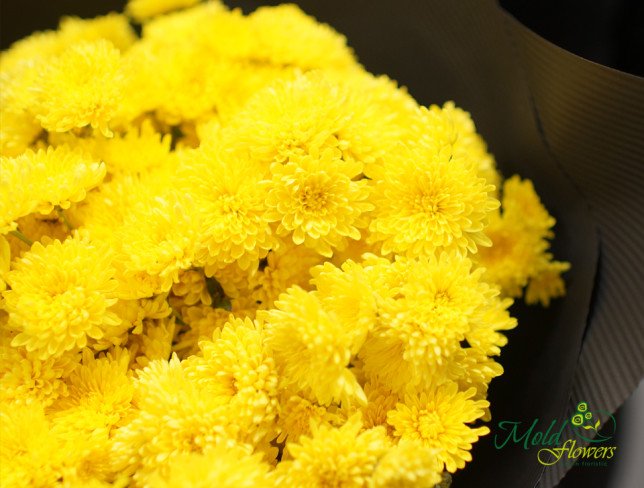 Yellow chrysanthemum bouquet in black paper