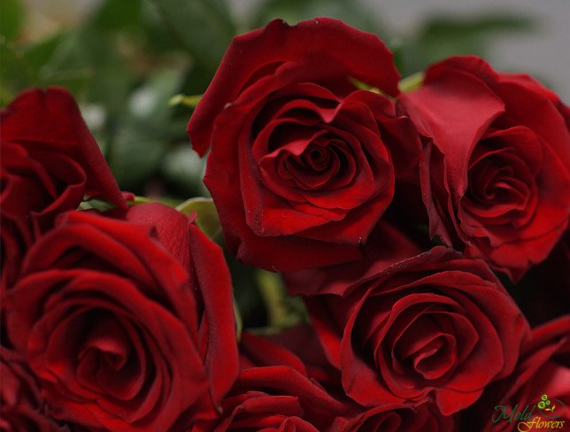 Роза красная премиум голландская 80-90 см Фото