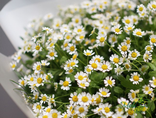 Bouquet of field daisies photo