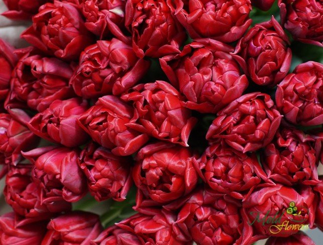 Букет их красных пионовидных тюльпанов от moldflowers.md