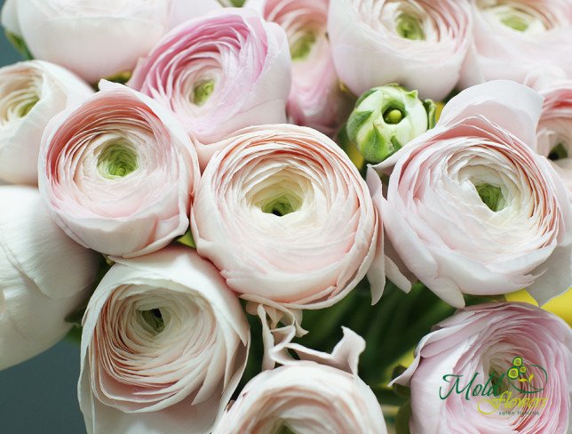 Ranunculus roz deschis (la comanda, 10 zile) foto