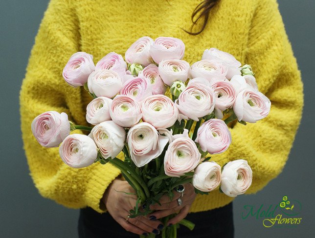 Ranunculus roz deschis (la comanda, 10 zile) foto