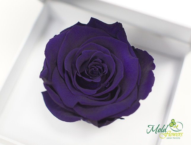 Box with everlasting rose (purple) photo