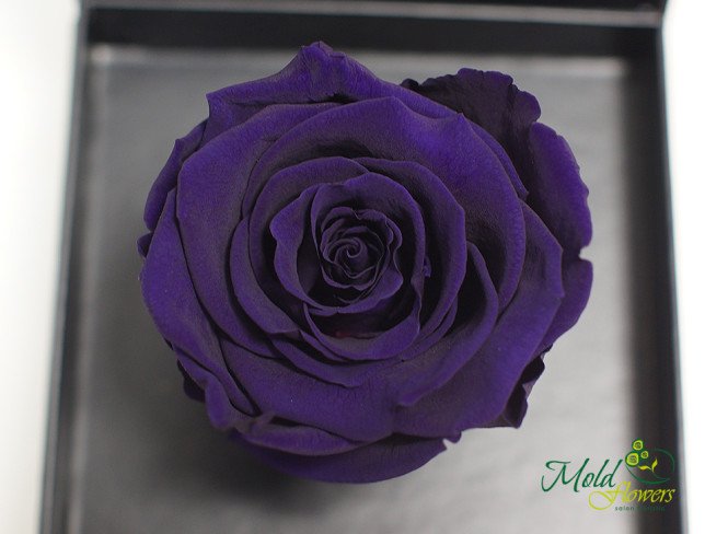 Box with eternal rose (purple) photo