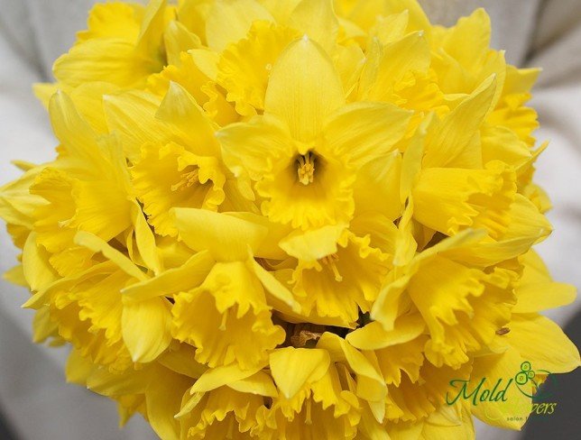 Нарцисс жёлтый Фото
