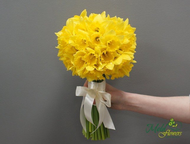 Narcis galben foto