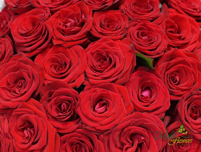 Роза Красная голландская 50-60 см Фото